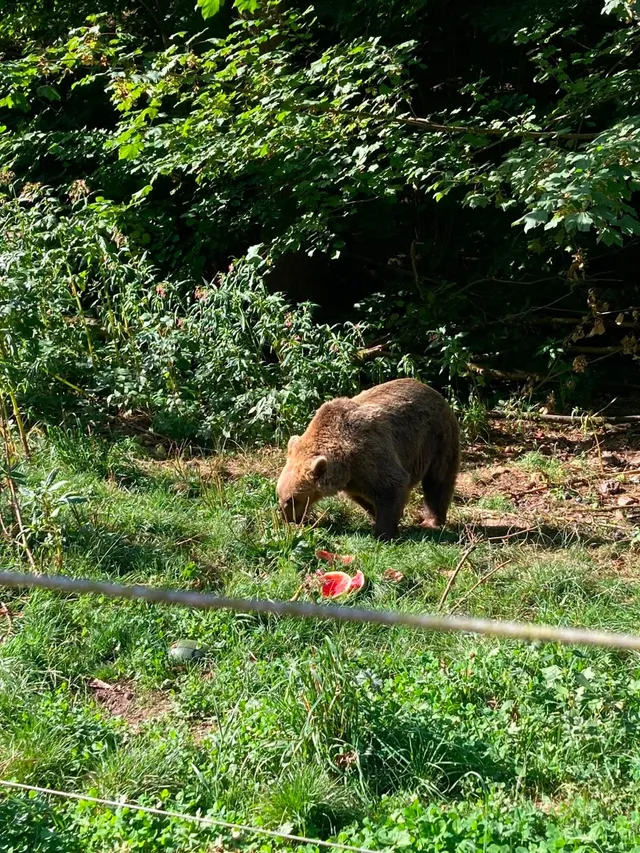 RaRo am Schwarzwald – Foto 158