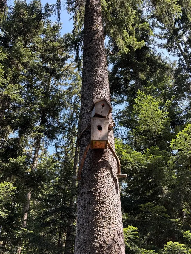 RaRo am Schwarzwald – Foto 19