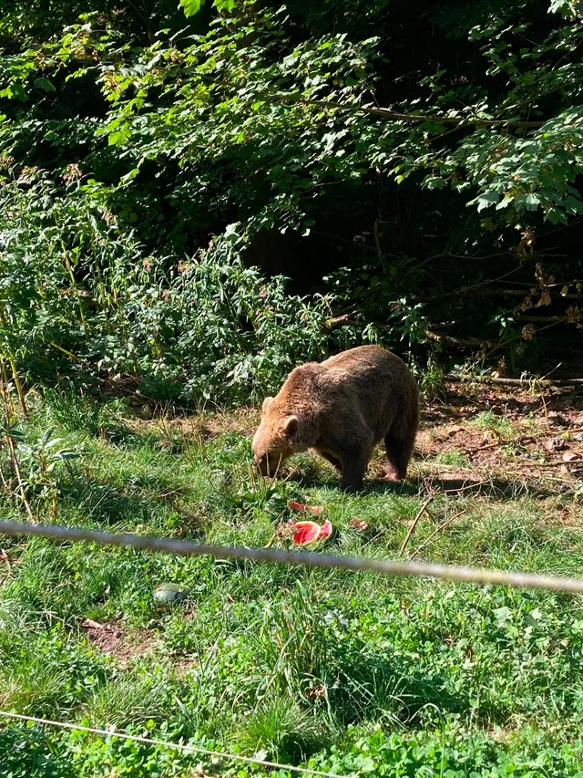 RaRo am Schwarzwald – Foto 175