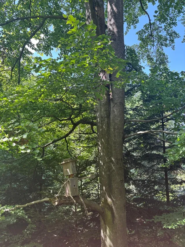 RaRo am Schwarzwald – Foto 22
